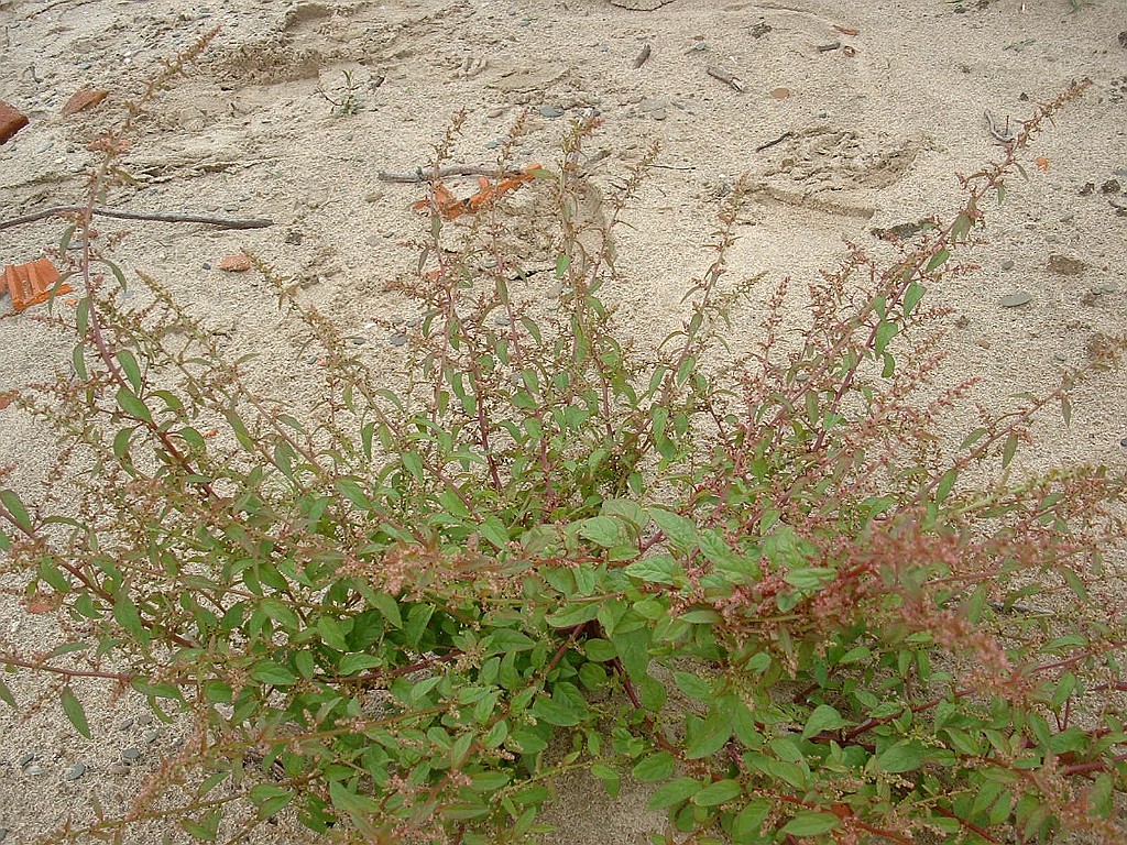 Korrelganzenvoet [001].jpg - Korrelganzenvoet  [Chenopodium polyspermum]